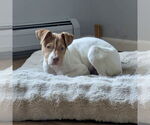 Small #1 American Pit Bull Terrier Mix