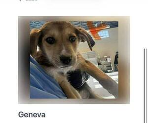 Mutt Dogs for adoption in Martinsburg, WV, USA