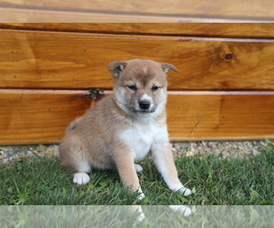 Shiba Inu Puppy for sale in SHILOH, OH, USA