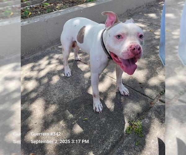 Medium Photo #1 American Staffordshire Terrier-Unknown Mix Puppy For Sale in San Antonio, TX, USA