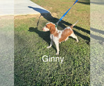 Small Photo #1 Beagle Puppy For Sale in NATHALIE, VA, USA