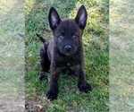 Small Dutch Sheepdog