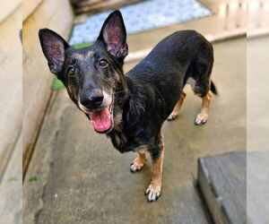 German Shepherd Dog Dogs for adoption in Chicago, IL, USA