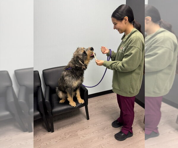 Medium Photo #4 Mutt Puppy For Sale in Holly Springs, NC, USA