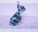 Small Photo #10 French Bulldog Puppy For Sale in SUWANEE, GA, USA