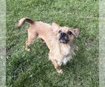 Small #2 Rat Terrier Mix