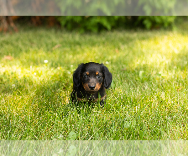 Medium Photo #21 Dachshund Puppy For Sale in MILFORD, IN, USA