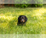Small #20 Dachshund