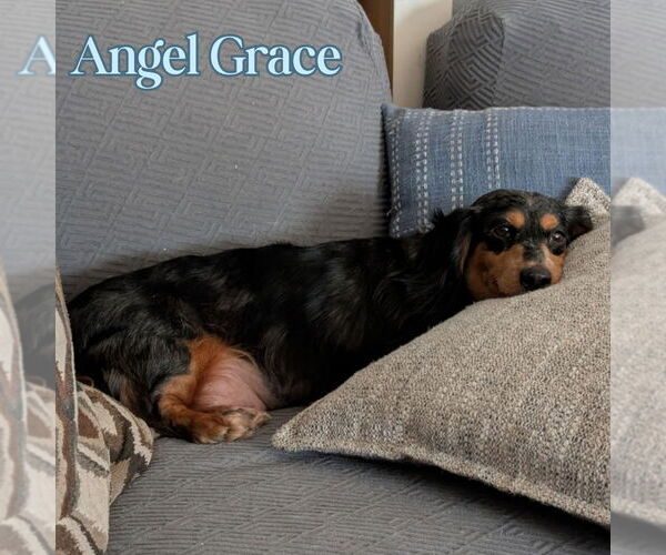 Medium Photo #3 Dachshund Puppy For Sale in San Antonio, TX, USA