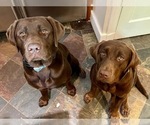 Small Photo #1 Labrador Retriever Puppy For Sale in BON AIR, VA, USA