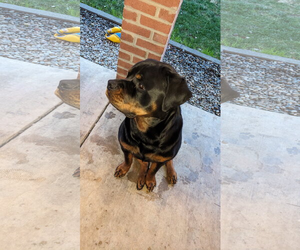 Medium Photo #1 Rottweiler Puppy For Sale in Woodland, CA, USA