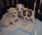 Small #5 Pomeranian