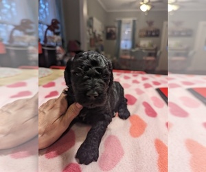 Poodle (Standard) Puppy for Sale in COTTONWOOD, Alabama USA