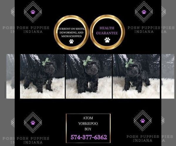 Medium Photo #6 YorkiePoo Puppy For Sale in WARSAW, IN, USA