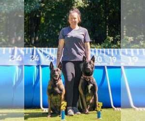 Belgian Malinois Puppy for sale in NORTH BROOKFIELD, MA, USA