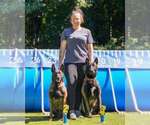 Light Blue - Female Belgian Malinois Puppy for Sale - Small photo