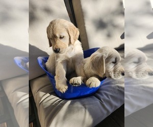 English Cream Golden Retriever Puppy for sale in LAKEWOOD, CO, USA