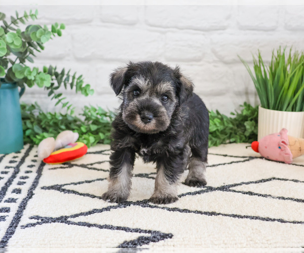 Medium Photo #3 Schnauzer (Miniature) Puppy For Sale in SYRACUSE, IN, USA