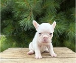 Small #3 French Bulldog
