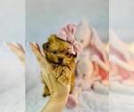 Small #3 ShihPoo