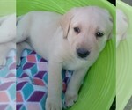 Small #1 Labrador Retriever