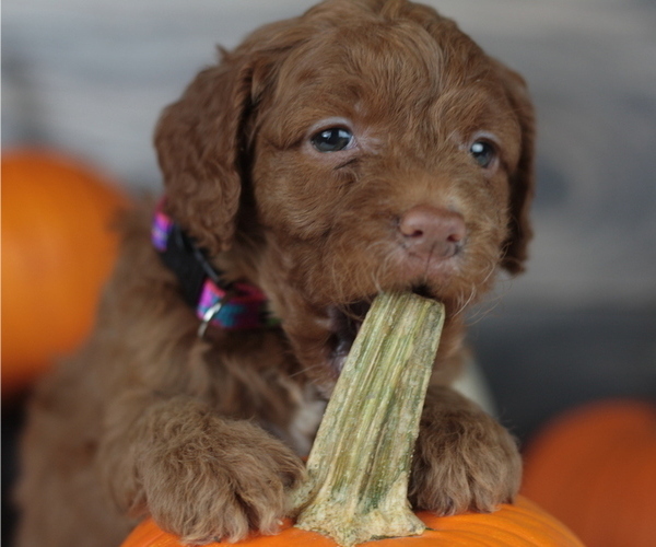 Medium Photo #5 Goldendoodle Puppy For Sale in CRESTON, OH, USA