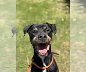 American Staffordshire Terrier-Unknown Mix Dogs for adoption in Front Royal, VA, USA