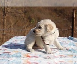 Small Photo #13 Goldendoodle Puppy For Sale in UNION CITY, TN, USA