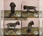 Puppy Boy 043126M03R German Shorthaired Pointer