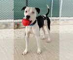 Small #1 Mutt