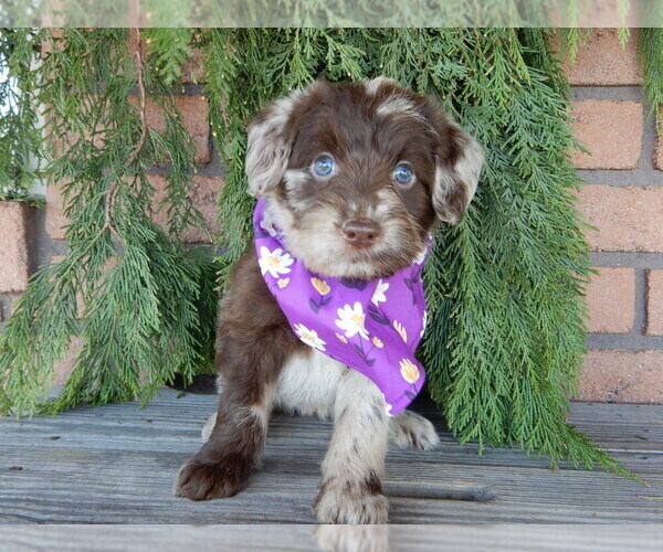 Medium Photo #3 Labradoodle Puppy For Sale in MILLERSBURG, OH, USA