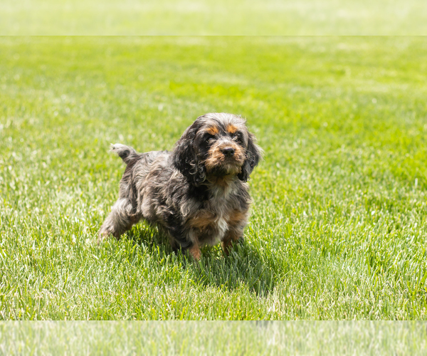 Medium Photo #3 Cocker Spaniel-Poodle (Miniature) Mix Puppy For Sale in MILLERSBURG, IN, USA