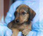 Small Mutt