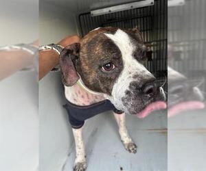 Boxer-Unknown Mix Dogs for adoption in Houston, TX, USA