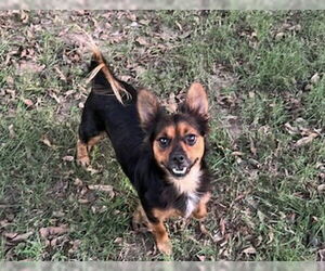 Pineranian Dogs for adoption in Texarkana, TX, USA