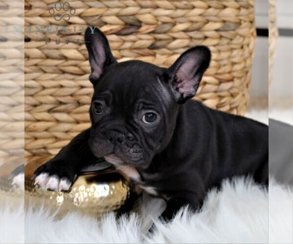 Medium Photo #5 Faux Frenchbo Bulldog Puppy For Sale in EPHRATA, PA, USA