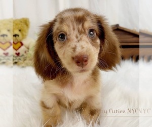 Dachshund Puppy for sale in ASTORIA, NY, USA