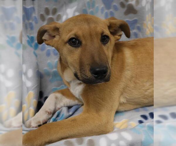 Medium Photo #1 Labrador Retriever-Unknown Mix Puppy For Sale in Thief River Falls, MN, USA