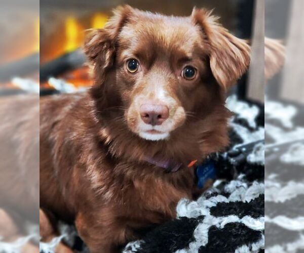 Medium Photo #2 Dachshund-Retriever  Mix Puppy For Sale in Tustin, CA, USA