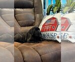 Small Photo #57 Cane Corso Puppy For Sale in REEVESVILLE, SC, USA