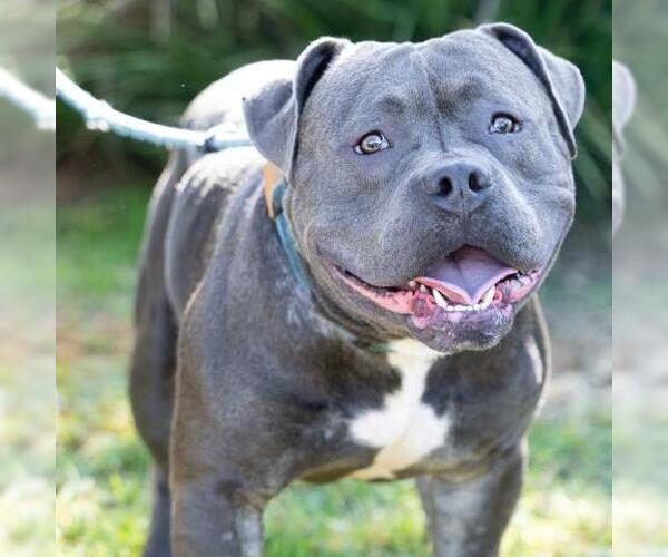 Medium Photo #2 Mutt Puppy For Sale in Camarillo, CA, USA