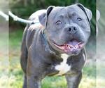 Small #1 Mutt