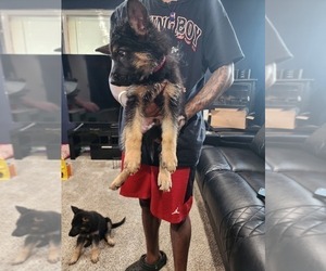 Medium German Shepherd Dog