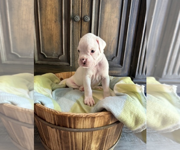 Medium Photo #2 Boxer Puppy For Sale in WEST FRANKFORT, IL, USA