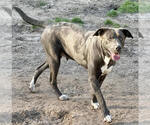 Small #6 Labrador Retriever Mix