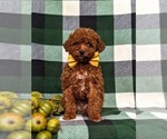 Small Photo #2 Poodle (Toy) Puppy For Sale in GLEN ROCK, PA, USA
