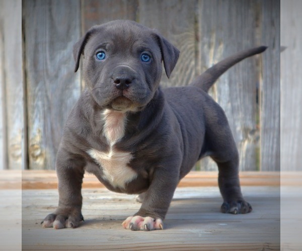 Medium Photo #9 American Bully Puppy For Sale in LOS ANGELES, CA, USA