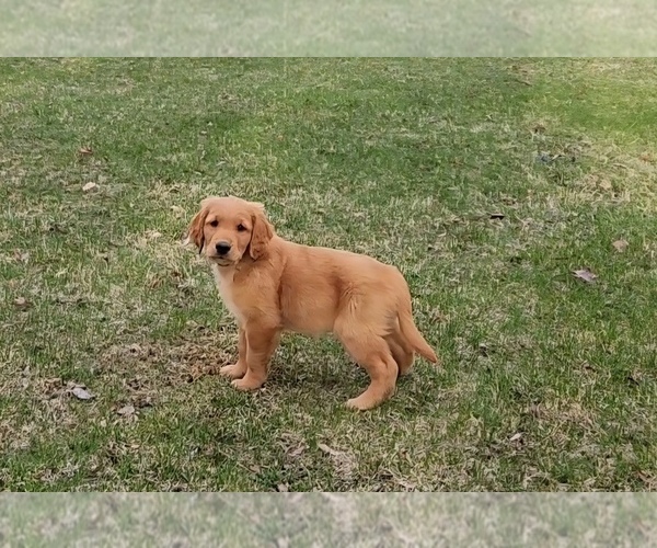 Medium Photo #1 Golden Retriever Puppy For Sale in THOMASTON, ME, USA