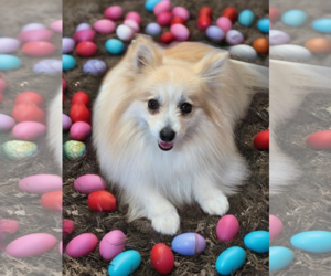 Pomeranian Dogs for adoption in Phelan, CA, USA