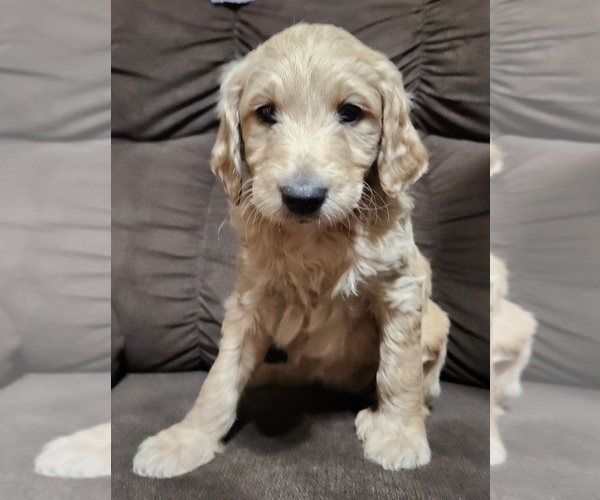 Full screen Photo #1 Goldendoodle-Poodle (Standard) Mix Puppy For Sale in ROSCOE, IL, USA